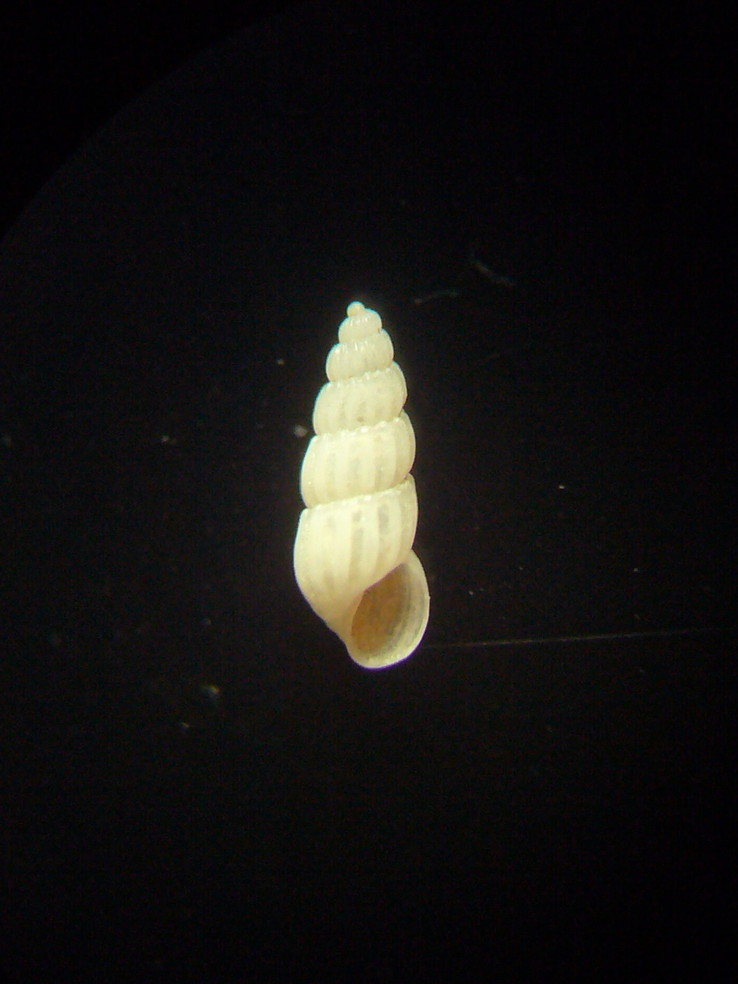 Odostomella jeffreysiana